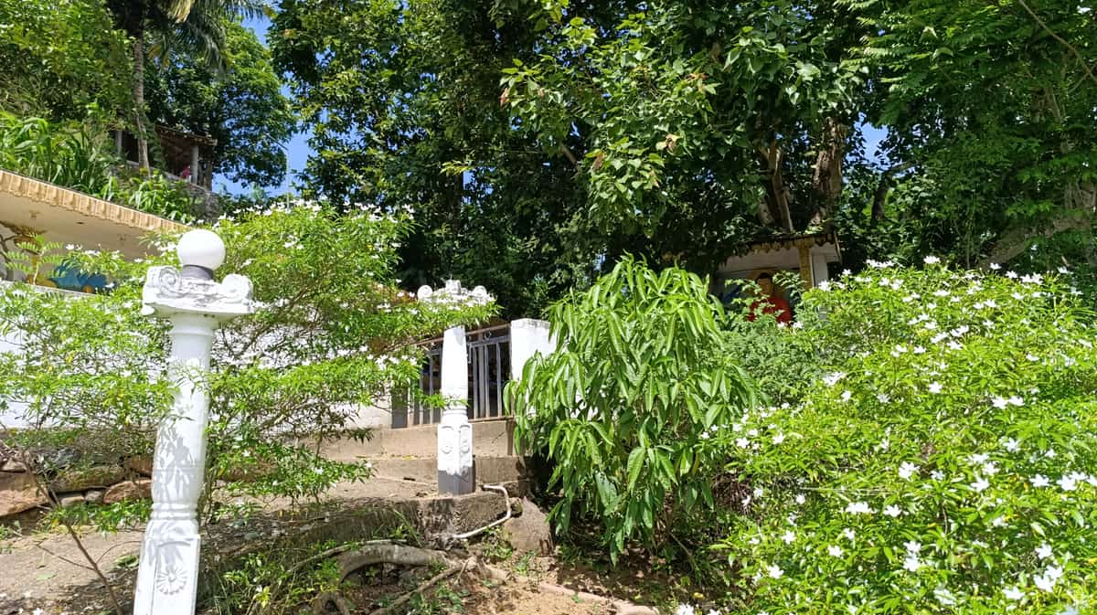 පැරණි බෝධිය 1