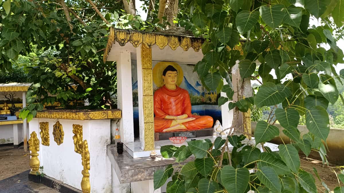 පැරණි බෝධිය thumb 7