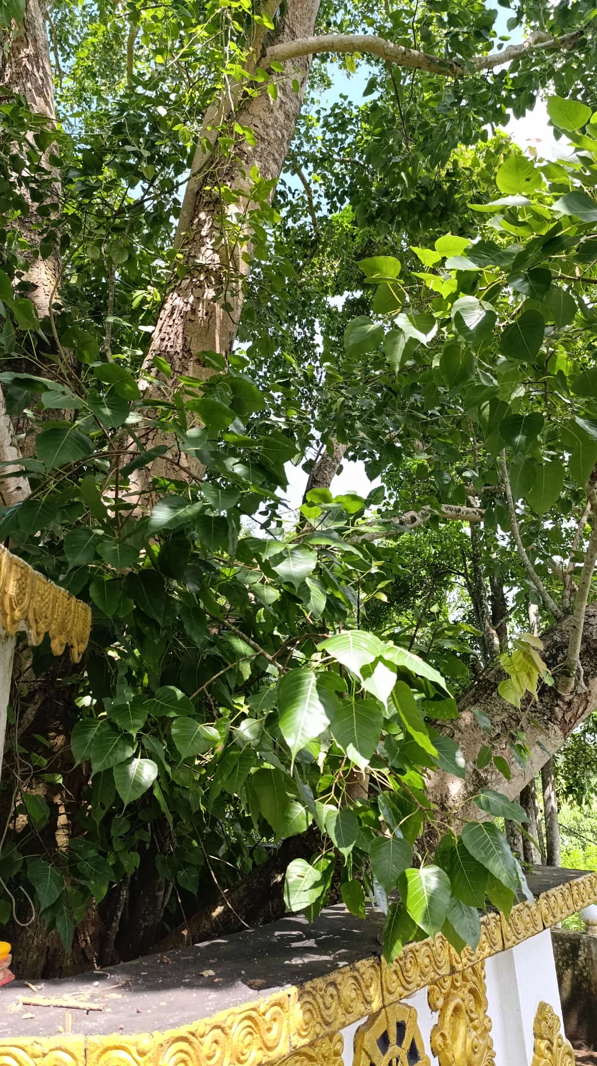 පැරණි බෝධිය thumb 8