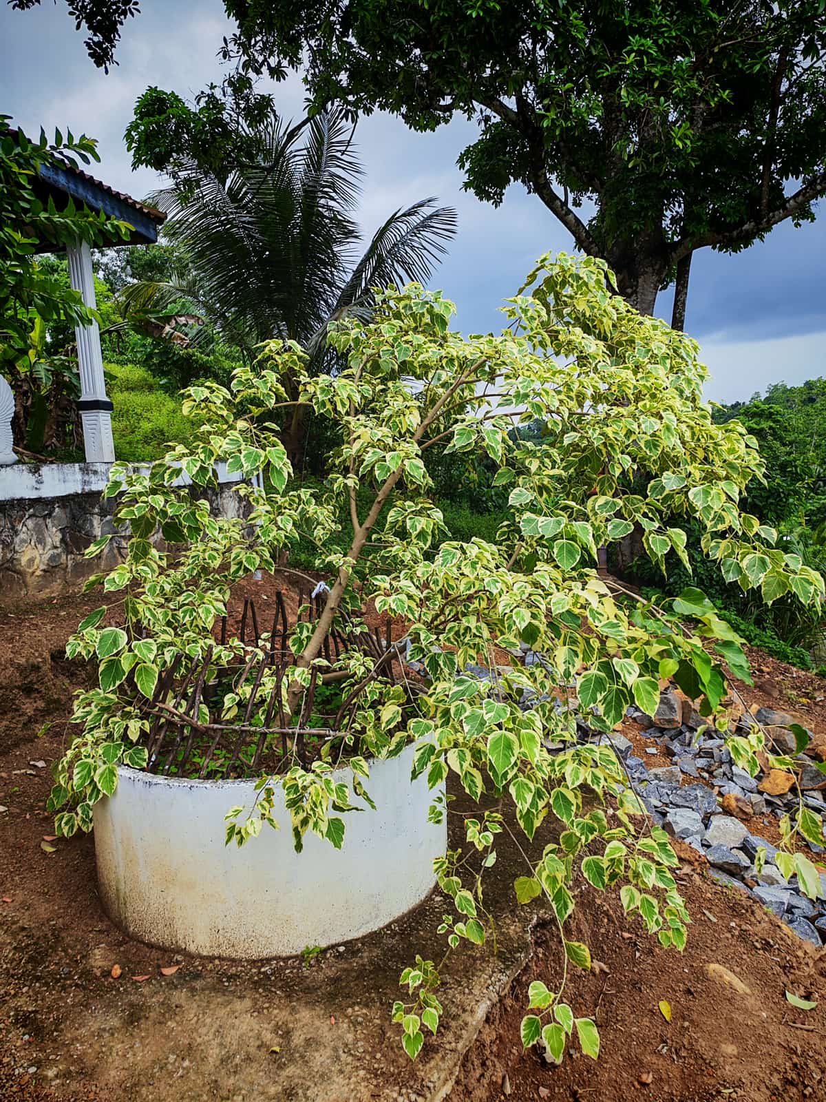 ප්‍රාර්ථනා සුදු බෝධිය 1