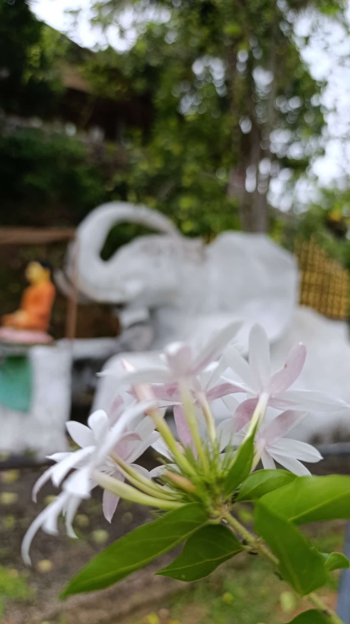 භාවනා